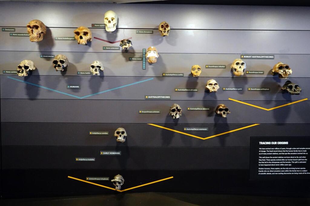 Tracing Origins (Natural History Museum London) © Photo: Johannes Paulmann